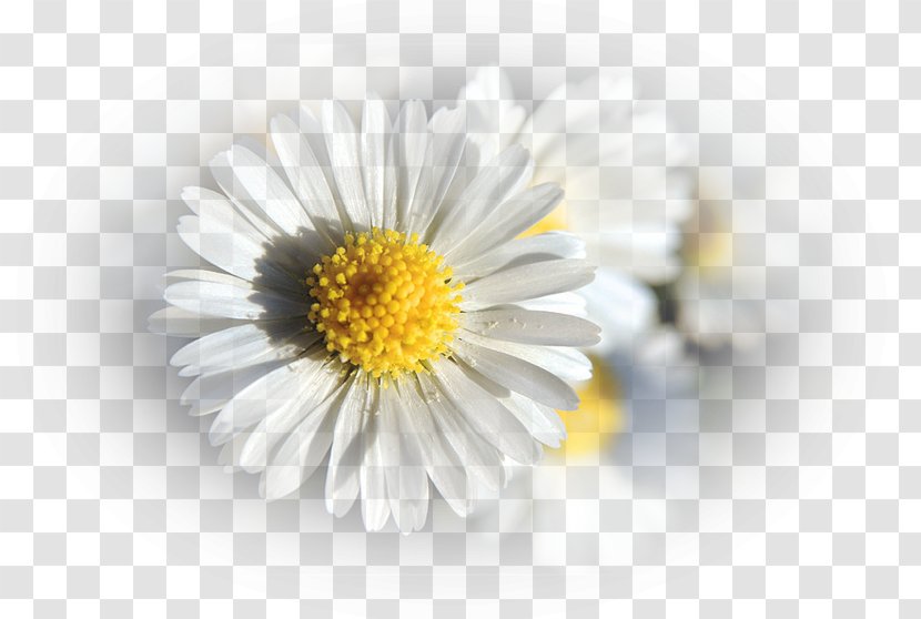 German Chamomile Flower Oxeye Daisy Roman Petal Transparent PNG