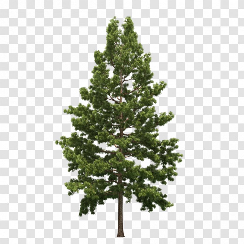 Spruce Christmas Tree Pine Transparent PNG