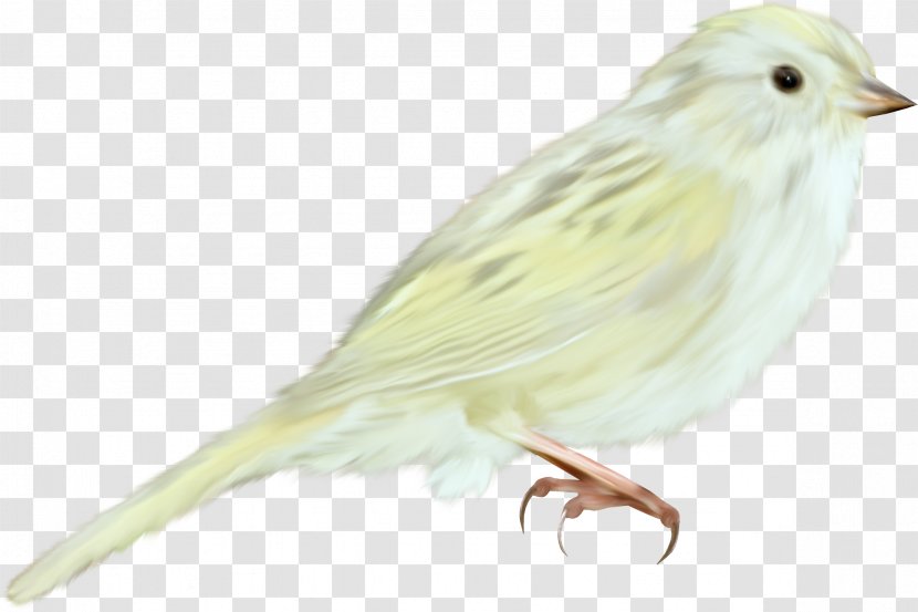 House Sparrow Bird Domestic Canary Finch Transparent PNG