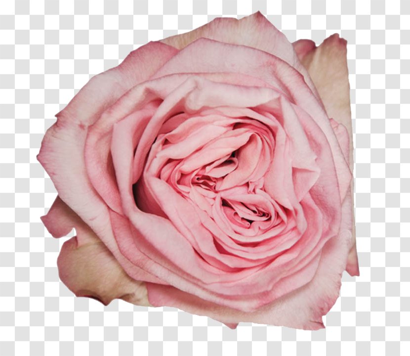 Garden Roses Cabbage Rose Floribunda Petal - Flower Transparent PNG