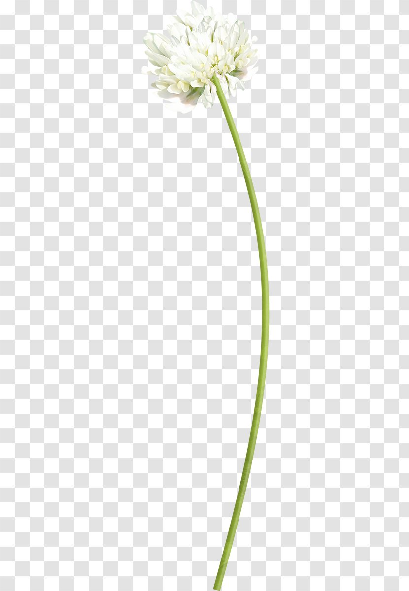 Cut Flowers Floral Design Plant Stem Transparent PNG