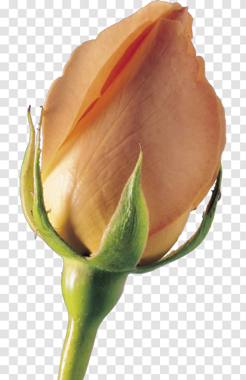 Garden Roses Bud Plant Stem Petal Close-up - Closeup - Rose Transparent PNG
