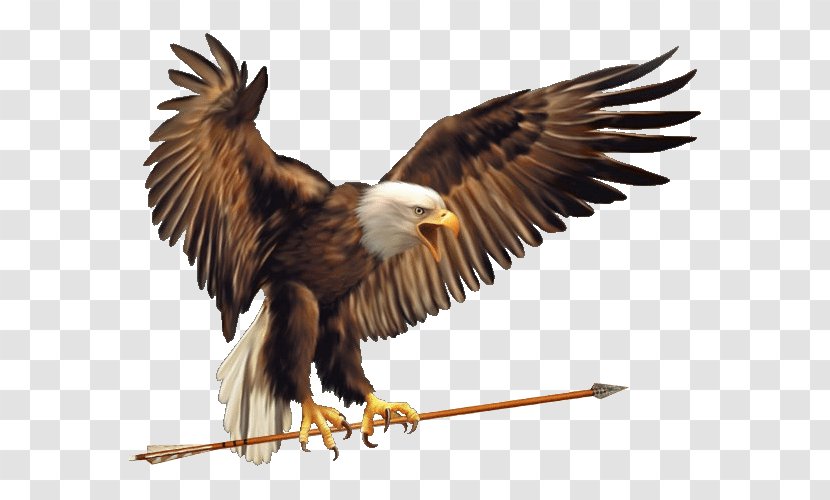 Bald Eagle Symbol Meaning True Eagles - Drawing - Information Transparent PNG