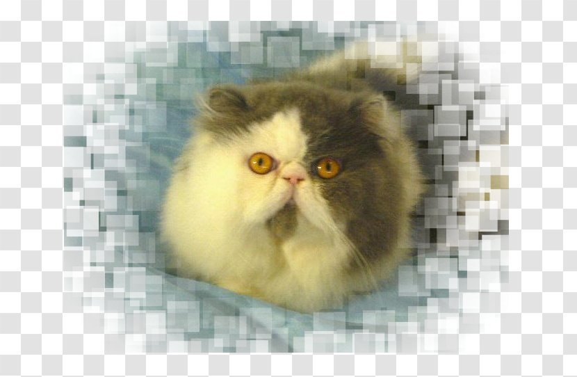 Persian Cat Whiskers Exotic Shorthair Kitten Siberian Transparent PNG