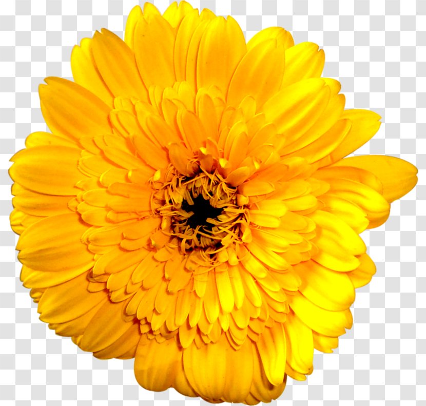 Stock Photography Royalty-free Common Sunflower Illustration - Flower - Yellow Marigold Transparent PNG