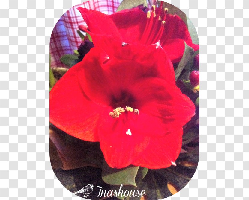 Rosemallows Jersey Lily Belladonna Amaryllis Transparent PNG