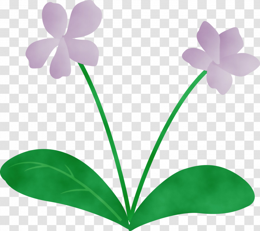 Plant Stem Flower Leaf Moth Orchids Petal Transparent PNG