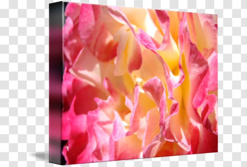 Peony Modern Art Flower Floral Design Garden Roses - Peach Transparent PNG