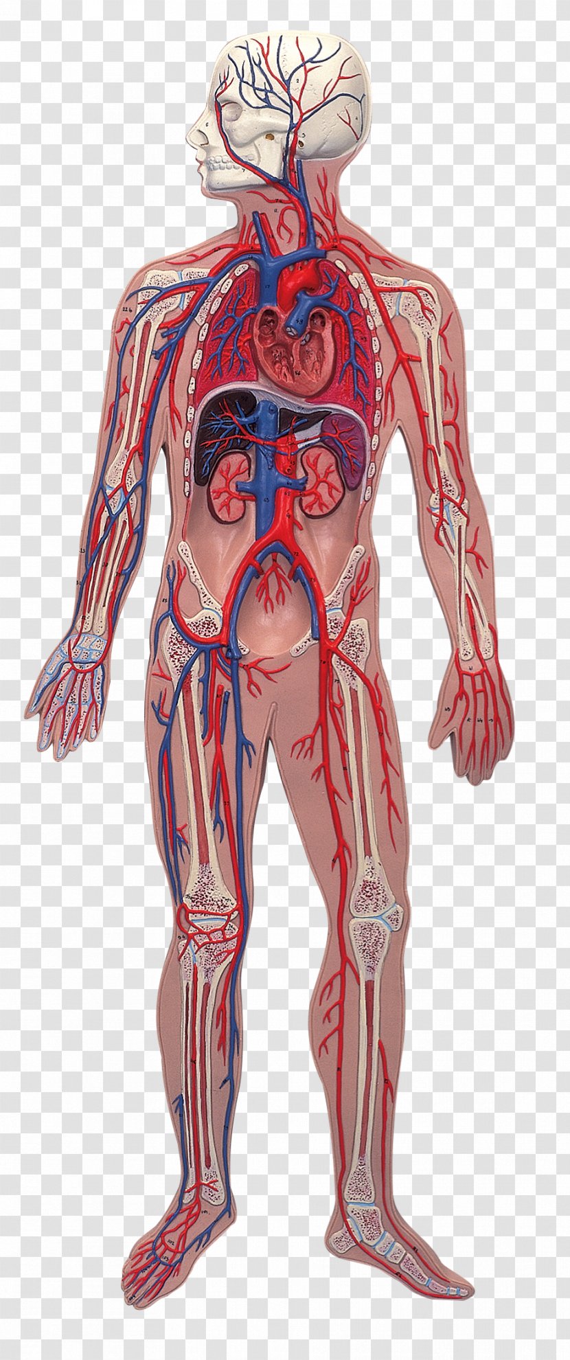 Human Anatomy Body Nervous System Illustration - Frame - Blood Transparent PNG
