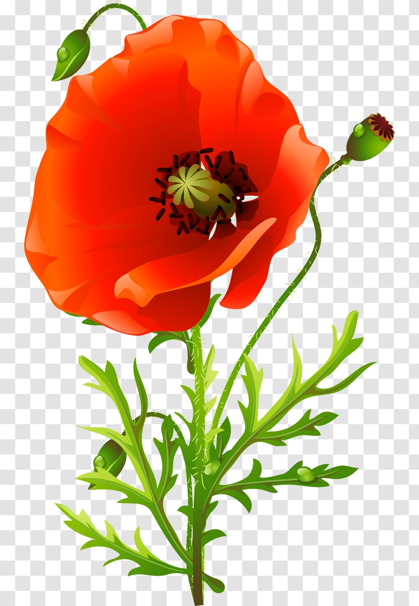 Common Poppy Flower Floral Design Poppies - Orange Transparent PNG