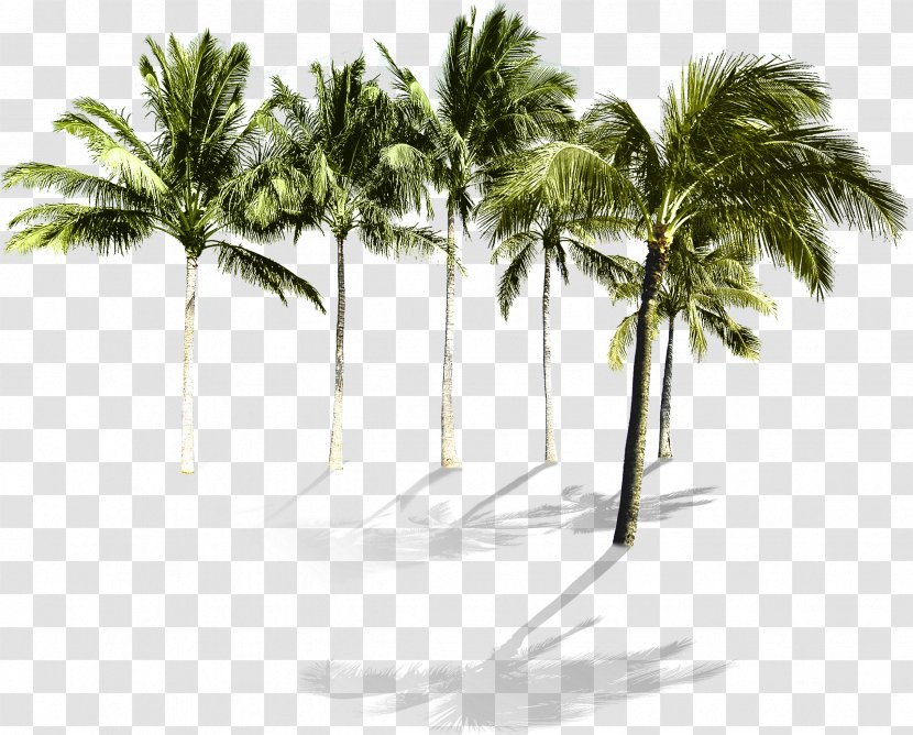 Arecaceae Beach Tree Wallpaper - Grass - Tropical Coconut Grove Transparent PNG