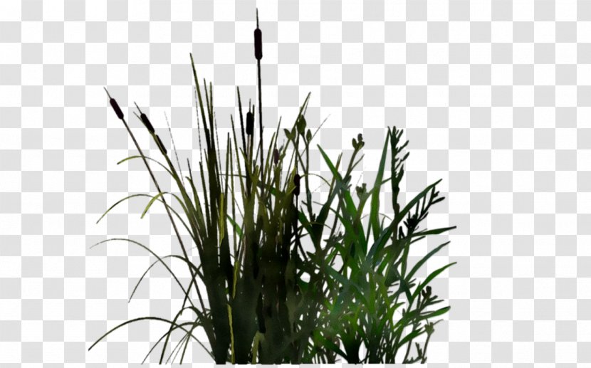 Grasses Tree - Plant - Terrestrial Transparent PNG