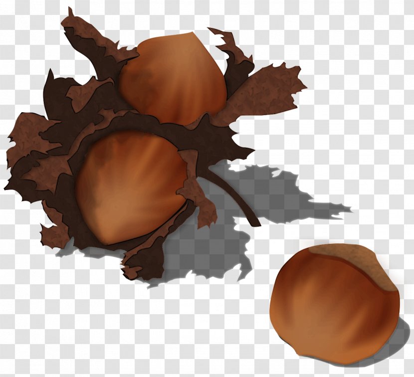 Clip Art Acorn Image Hazelnut Transparent PNG