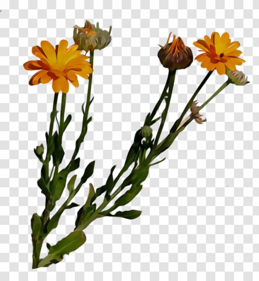 Flower Flowering Plant English Marigold Yellow - Petal - Stem Transparent PNG