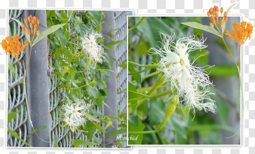 Wildflower Lawn Herb Plant Stem - Spring Transparent PNG