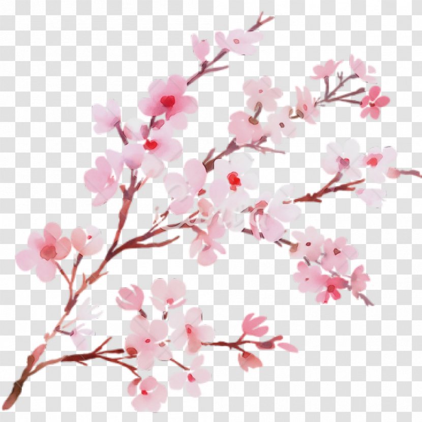 Cherry Blossom Tree Drawing - Art - Cut Flowers Flowering Plant Transparent PNG