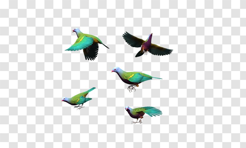 Bird Columbidae Flight Blue - Pollinator - Flying Dove Color Transparent PNG