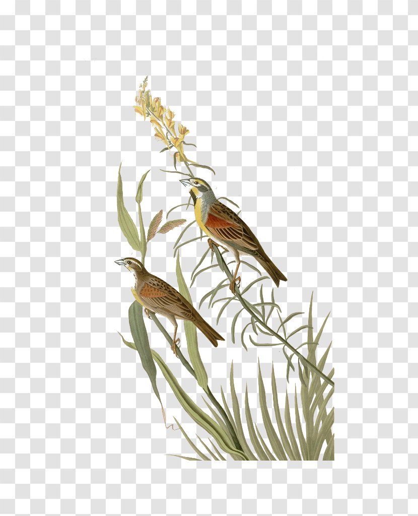 The Birds Of America Painting National Audubon Society Illustration - Bird - Chinese Wind And Grass Ink Transparent PNG