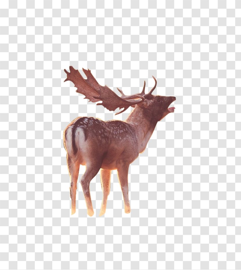 Reindeer Elk - Wildlife - Deer Transparent PNG