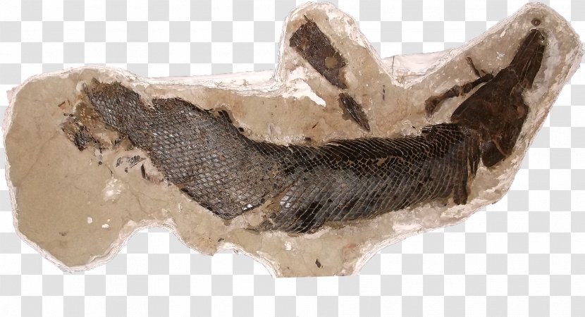 Mineral Jaw - Dinosaur Fossils Transparent PNG