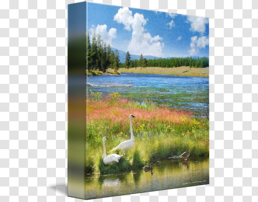 Water Resources Cygnini Pond Painting Ecosystem Transparent PNG