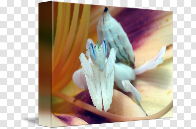 Insect Orchid Mantis Flower Idolomantis Diabolica - Feather Transparent PNG