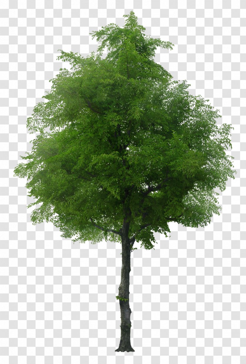 English Oak Tree Norway Maple Stock Photography - Shrub - Arboles Transparent PNG
