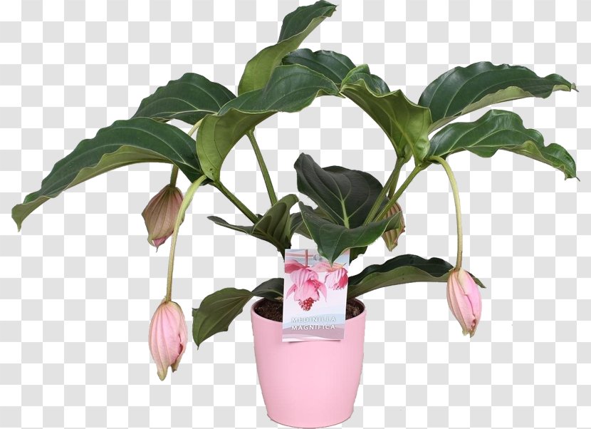 Flowerpot Houseplant Medinilla Magnifica Bloeiende Kamerplanten Plants - Flowering Plant Transparent PNG