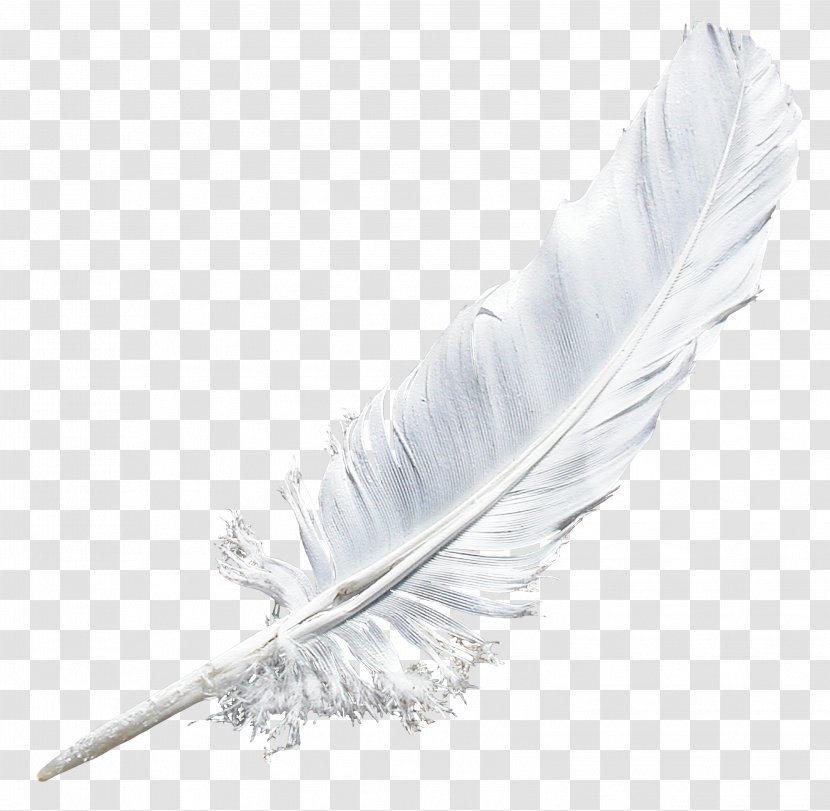 Feather Download - Winter - Tree Transparent PNG