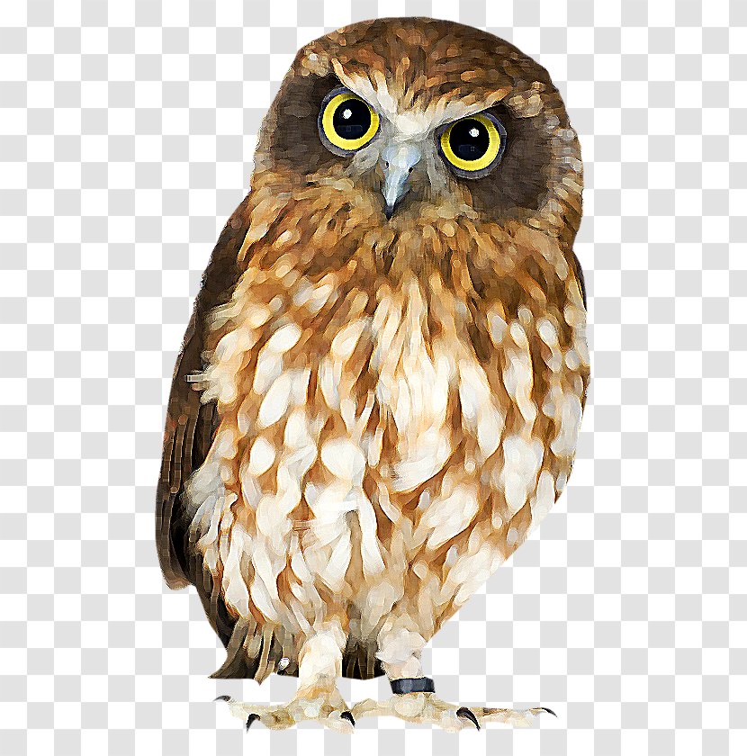 Bird Snowy Owl Southern Boobook Great Horned Morepork - Fauna Transparent PNG