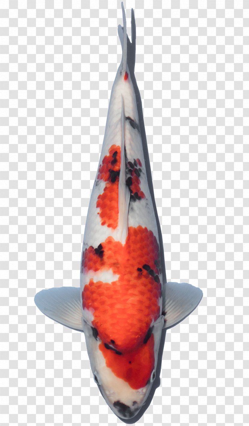 Koi YouTube Farm Our Harvest - Fish Transparent PNG