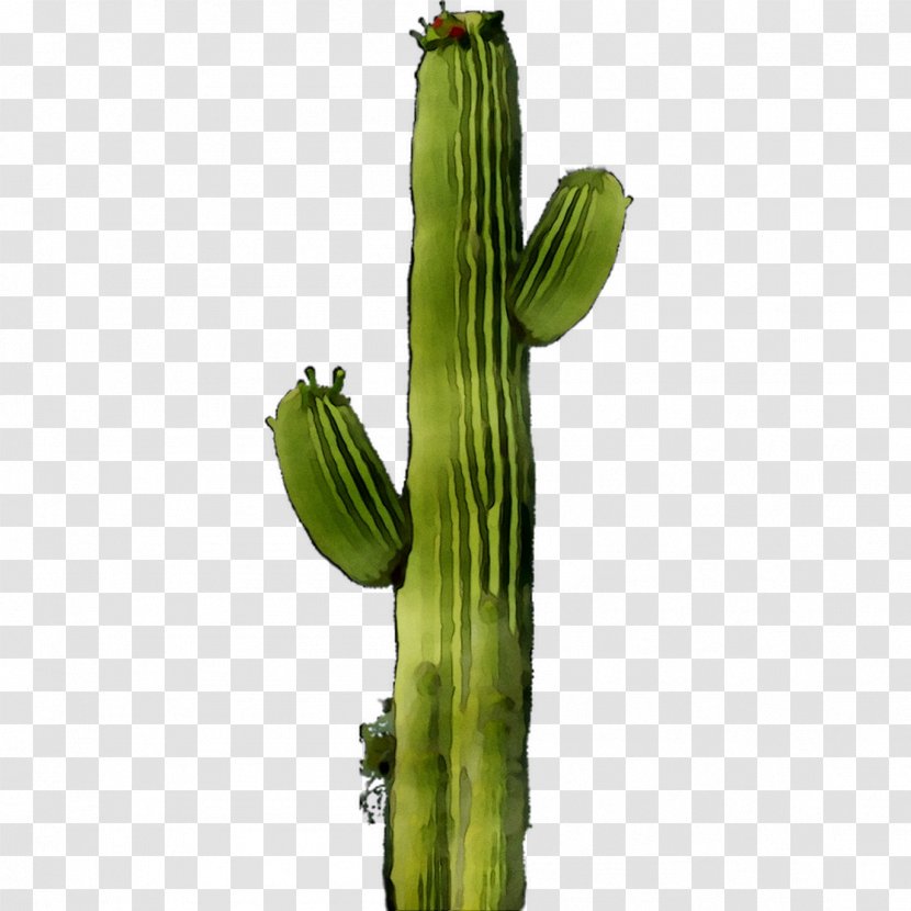 San Pedro Cactus Echinocereus Plant Stem Plants Transparent PNG