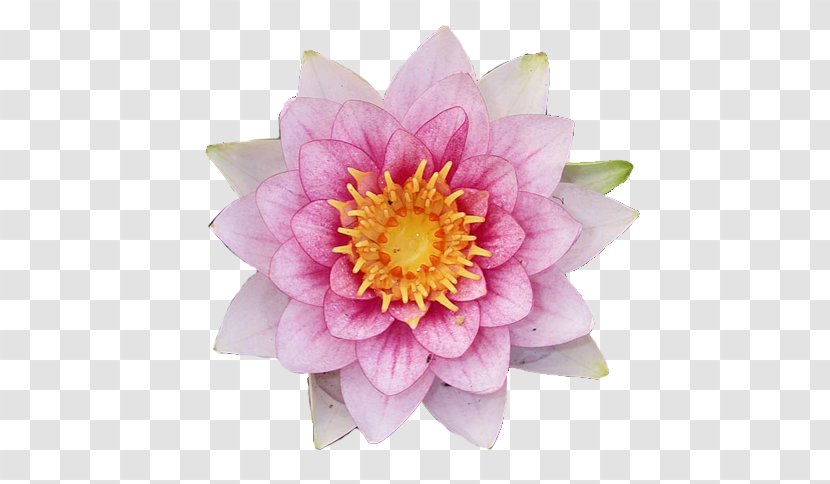 Nakshatra Flower Glog Anuradha Astrology Transparent PNG