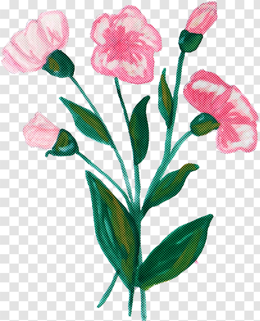 Flower Plant Pink Pedicel Cut Flowers Transparent PNG