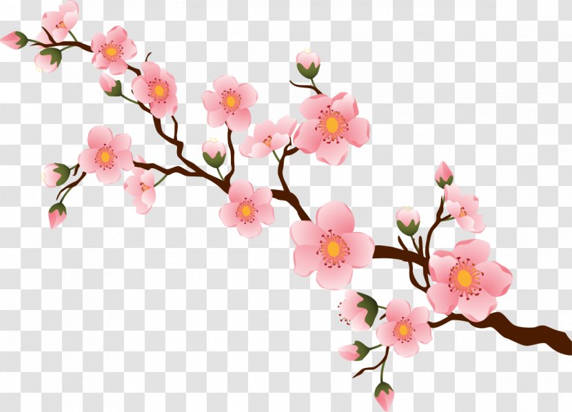 Branch Brook Park Cherry Blossom Cherries - Flowers Cartoon Transparent PNG