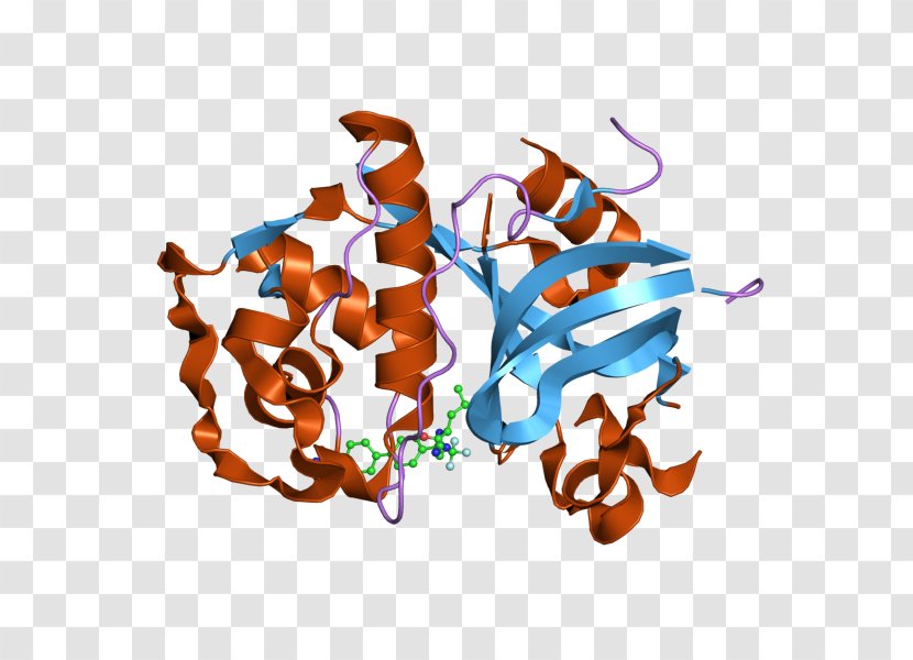 Cathepsin K Bromelain Cysteine Protease Crystal Structure - Tree - Watercolor Transparent PNG