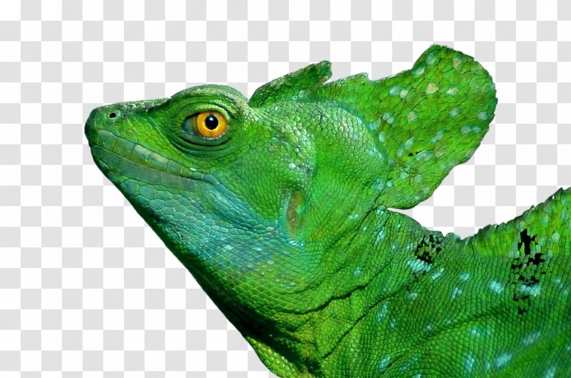 Lizard Reptile Plumed Basilisk Common Green Iguana Transparent PNG