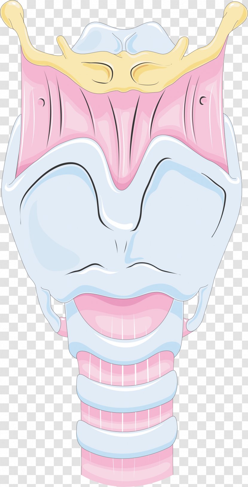 Nose Larynx Mouth Tongue - Watercolor Transparent PNG