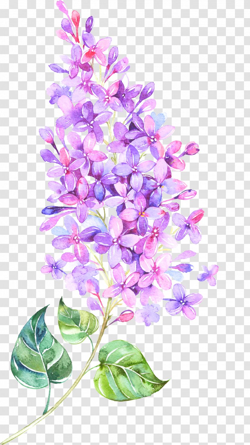 Flower Lilac Violet Clip Art - Dendrobium - Floating Transparent PNG