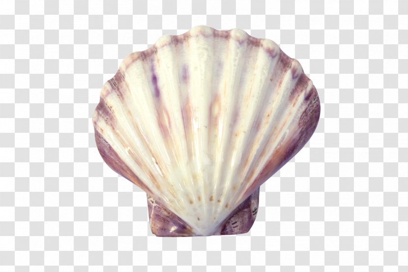 Cockle Oyster Clam Seashell Conchology - Purple Transparent PNG
