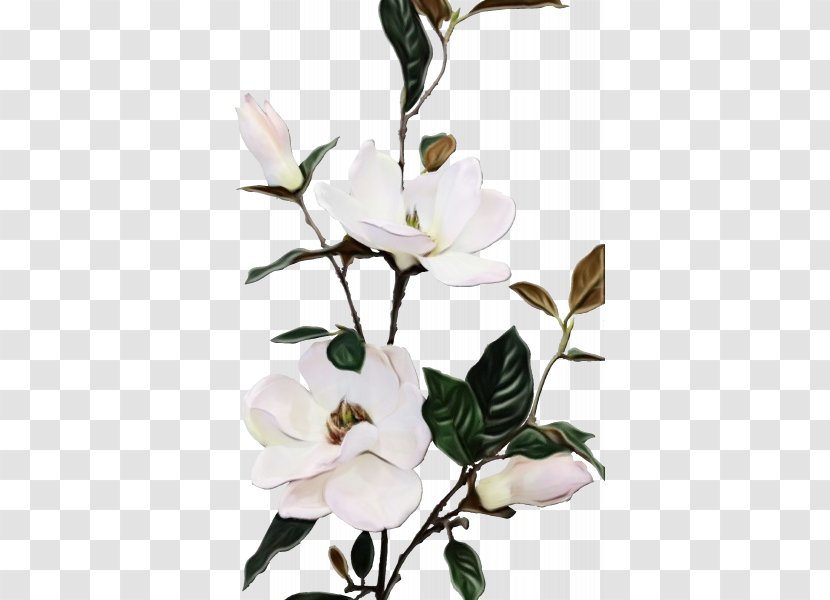 Artificial Flower - Magnolia - Twig Transparent PNG