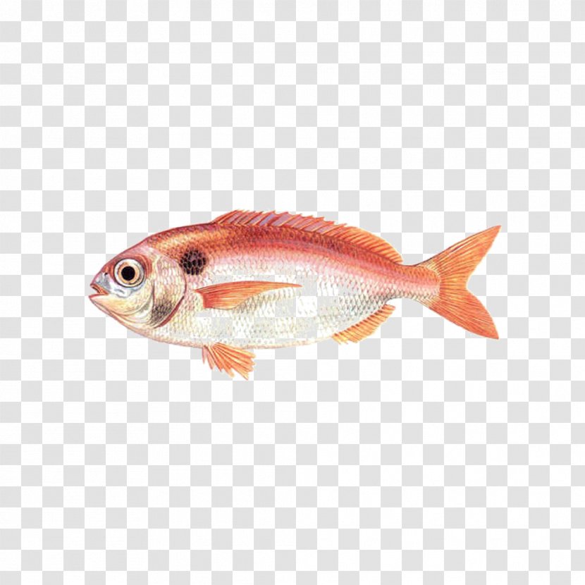 Northern Red Snapper Seabream Demersal Fish - Fauna Transparent PNG