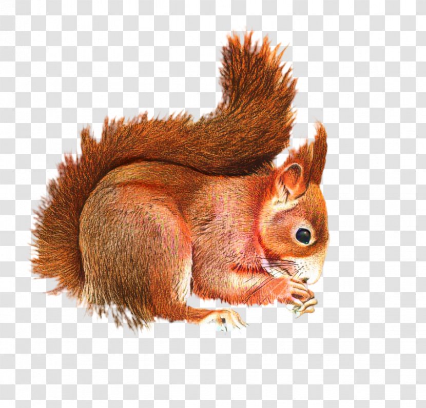 Squirrel Clip Art GIF Image - Eurasian Red - Rodent Transparent PNG