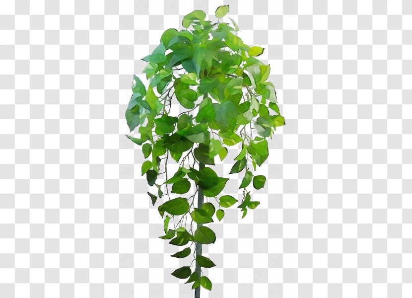 Ivy - Plant - Family Tree Transparent PNG
