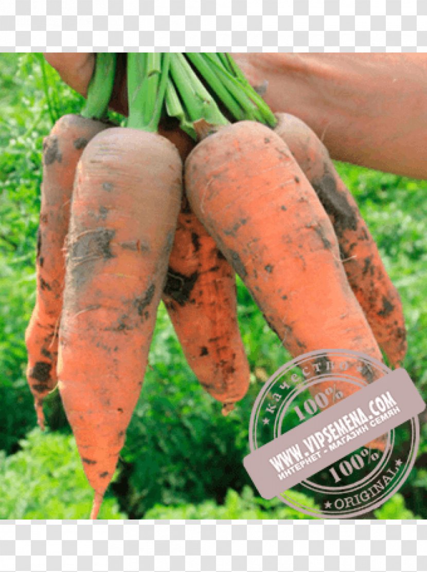 Baby Carrot Enza Zaden Seed Olericulture - Cultivar Transparent PNG