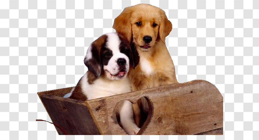 St. Bernard Desktop Wallpaper Dog Breed Good Morning, Puppy! - MASCOTAS Transparent PNG
