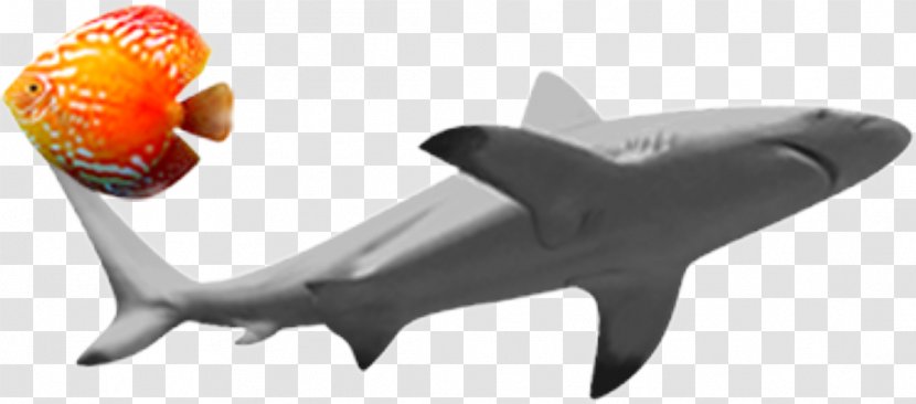 Shark Fish Clip Art - Great White Transparent PNG