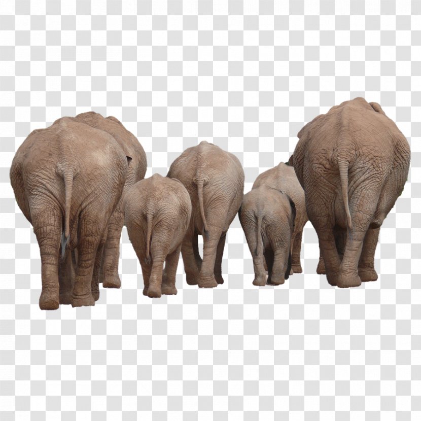 African Bush Elephant Indian Clip Art - Pixabay - Elephants Back Transparent PNG
