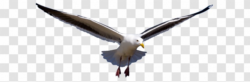 European Herring Gull Great Black-backed American Bird Lesser - Ring Billed Transparent PNG