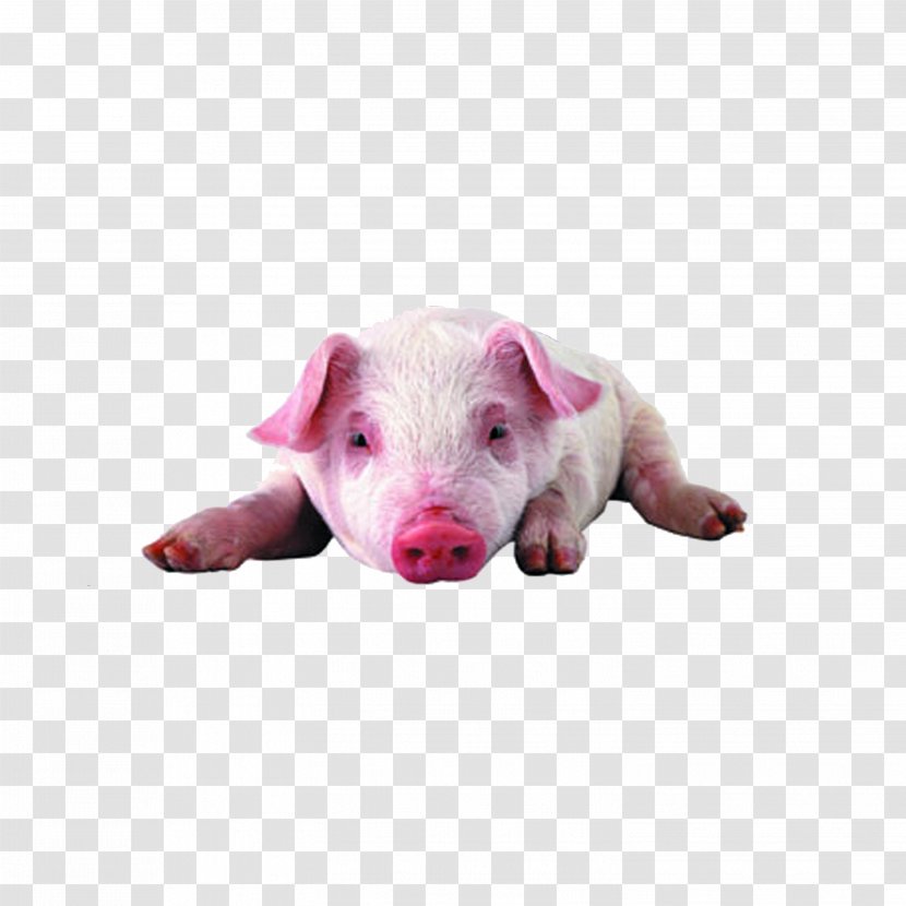 Miniature Pig High-definition Television Video Display Resolution Wallpaper - Pink Transparent PNG